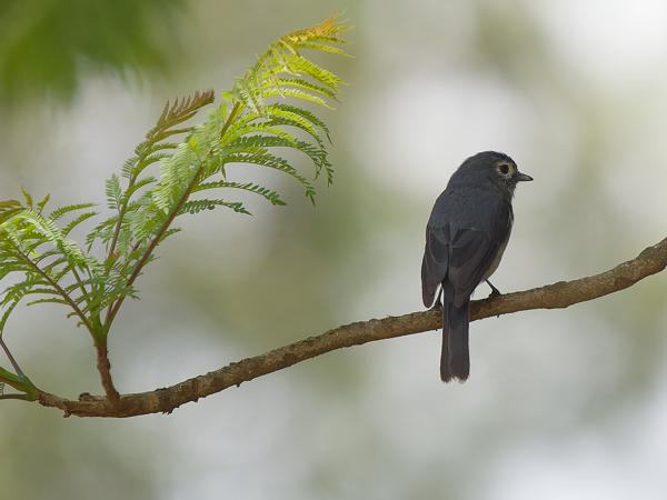 <h3><a href="/trips/tanzania/biota/animalia/chordata/aves/040 passeriformes/108 muscicapidae/dioptrornis fischeri/dioptrornis fischeri-nl.html">Dioptrornis&nbsp;fischeri</a> / White‑eyed&nbsp;slaty&nbsp;flycatcher / Bergdrongovliegenvanger</h3>OM-1 Mark II met OLYMPUS M.150-400mm F4.5, 1/2000 sec  bij F4.5, ISO 1250, afstand 22.5&nbsp;m